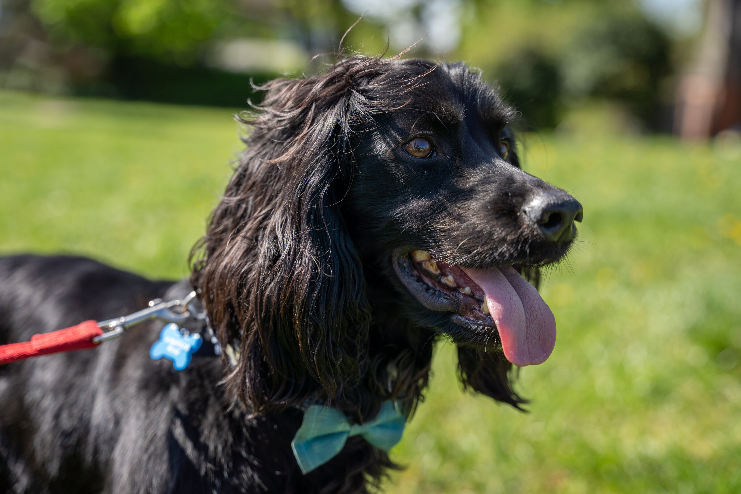 Pets asset 4