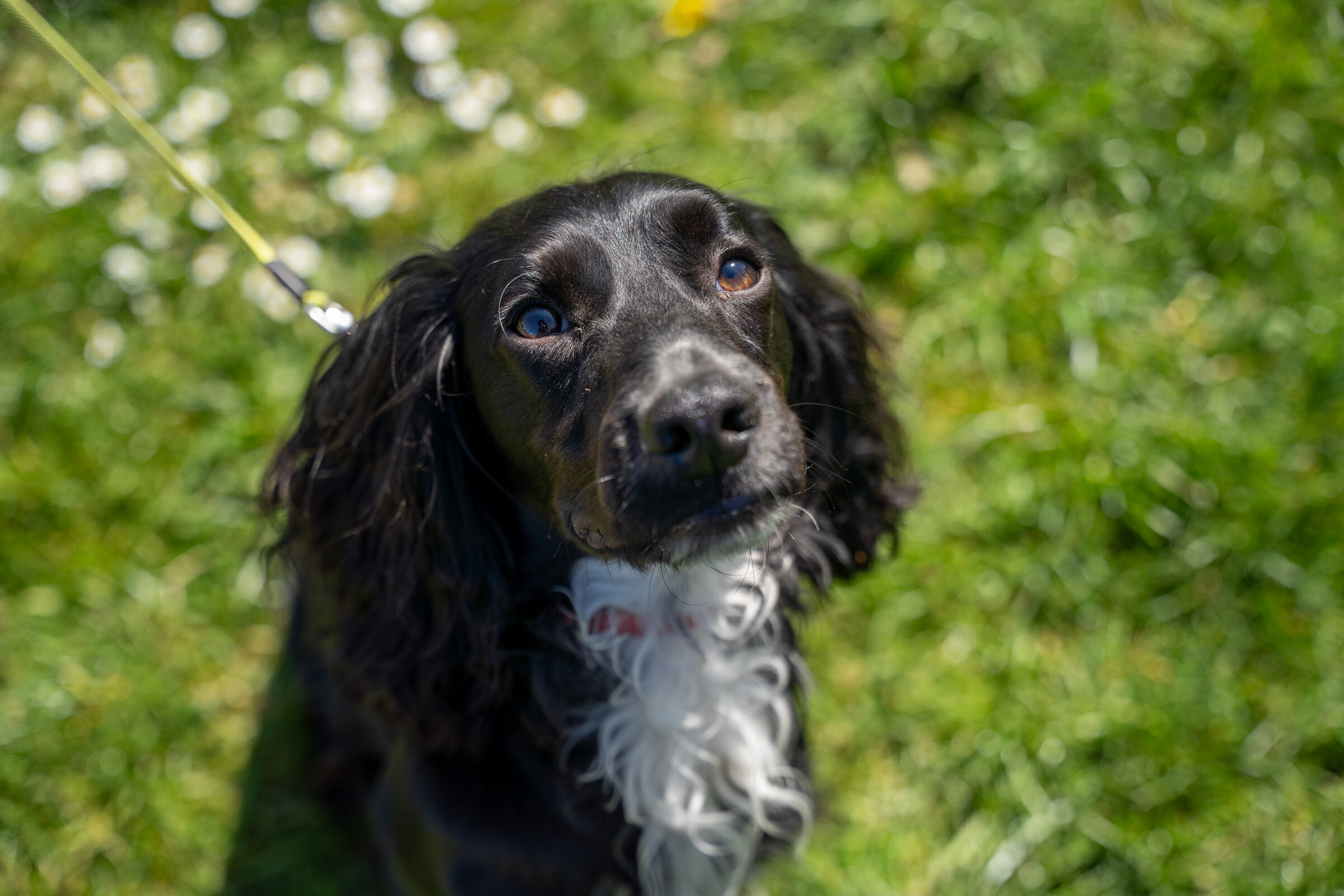 Pets asset 5