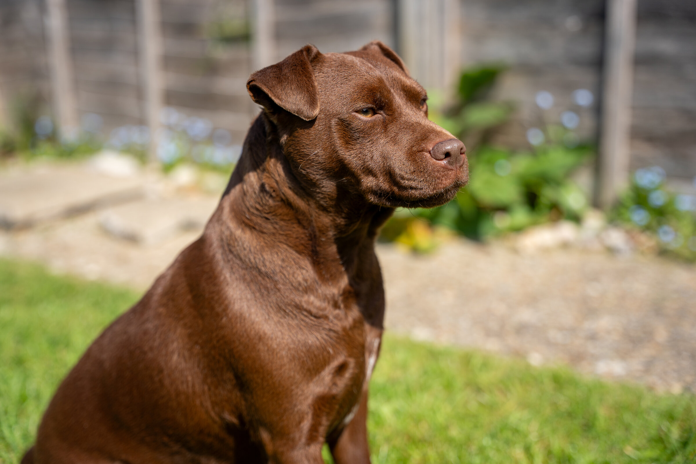 Pets asset 6