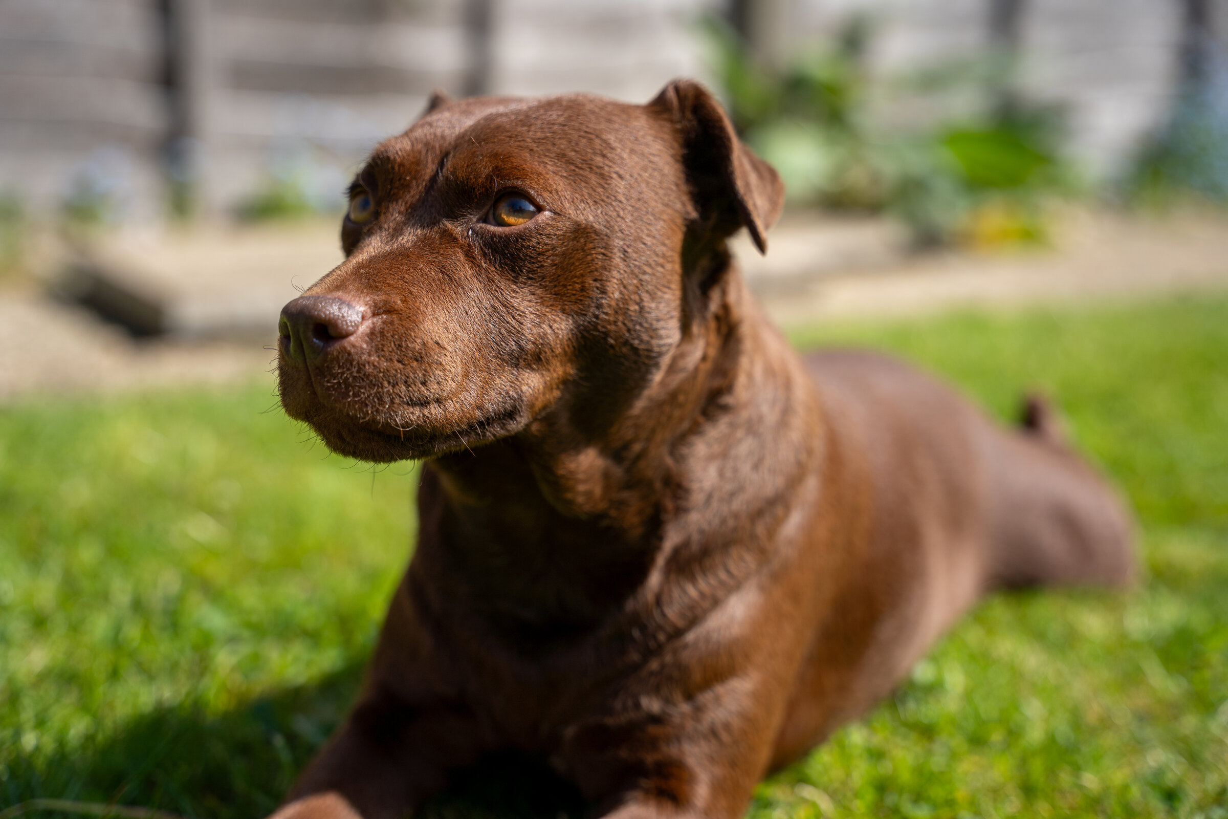 Pets asset 7