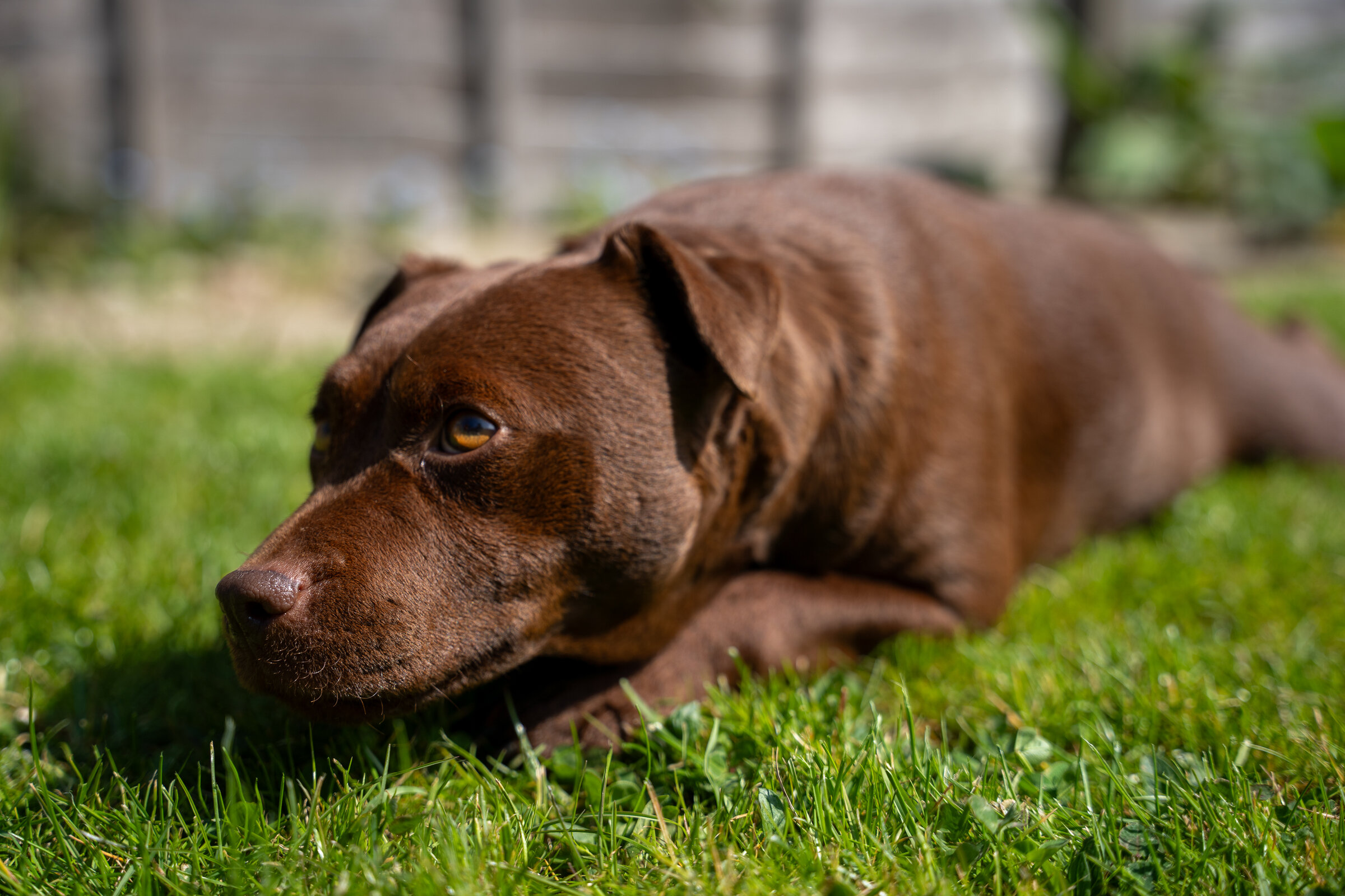 Pets asset 8