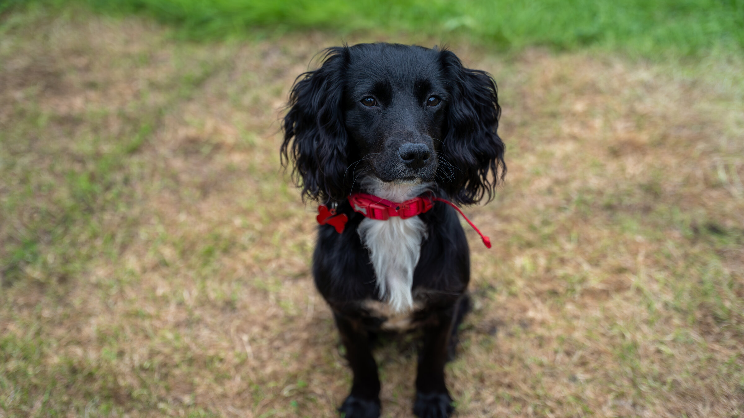 Pets asset 9