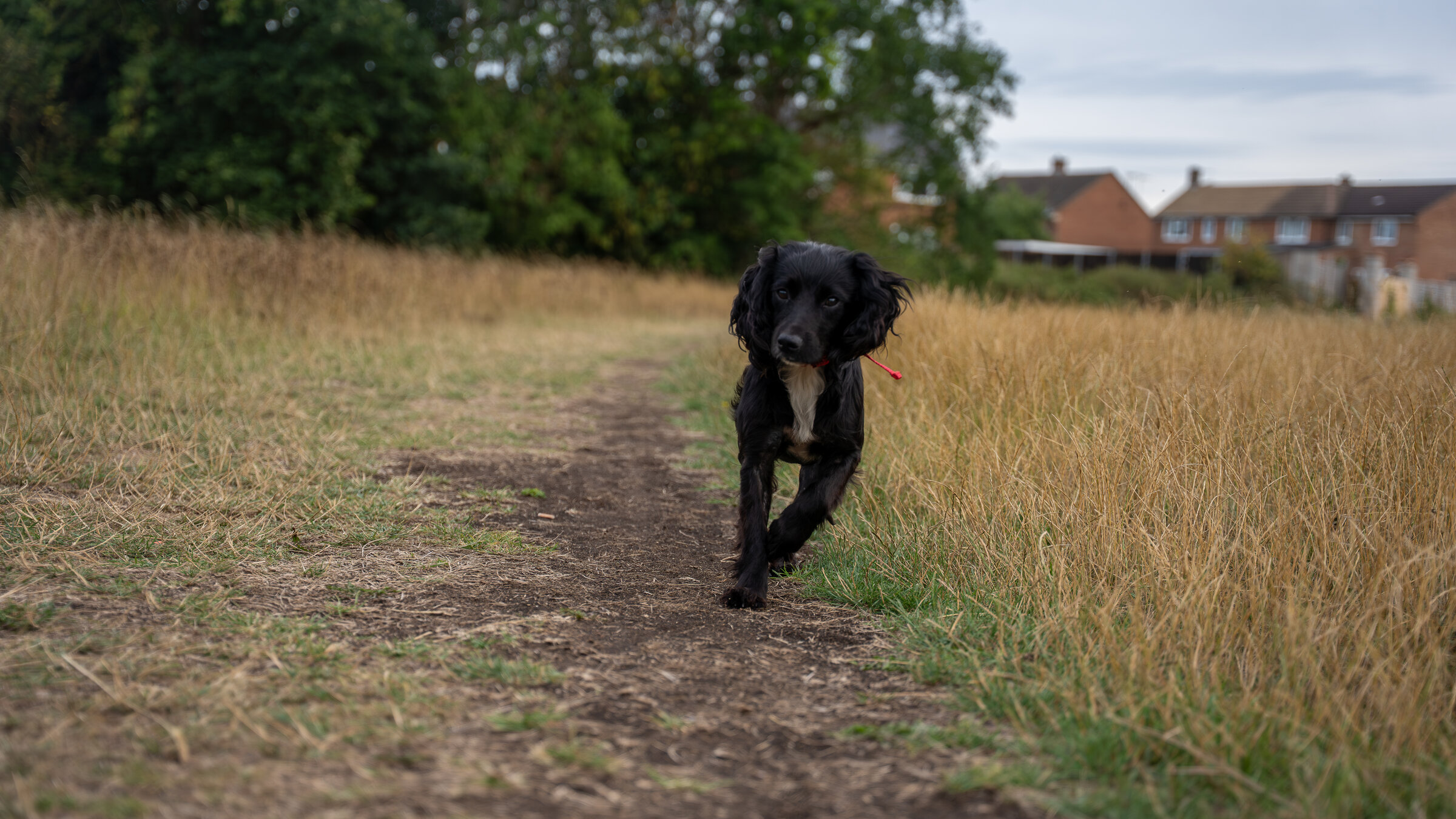 Pets asset 1