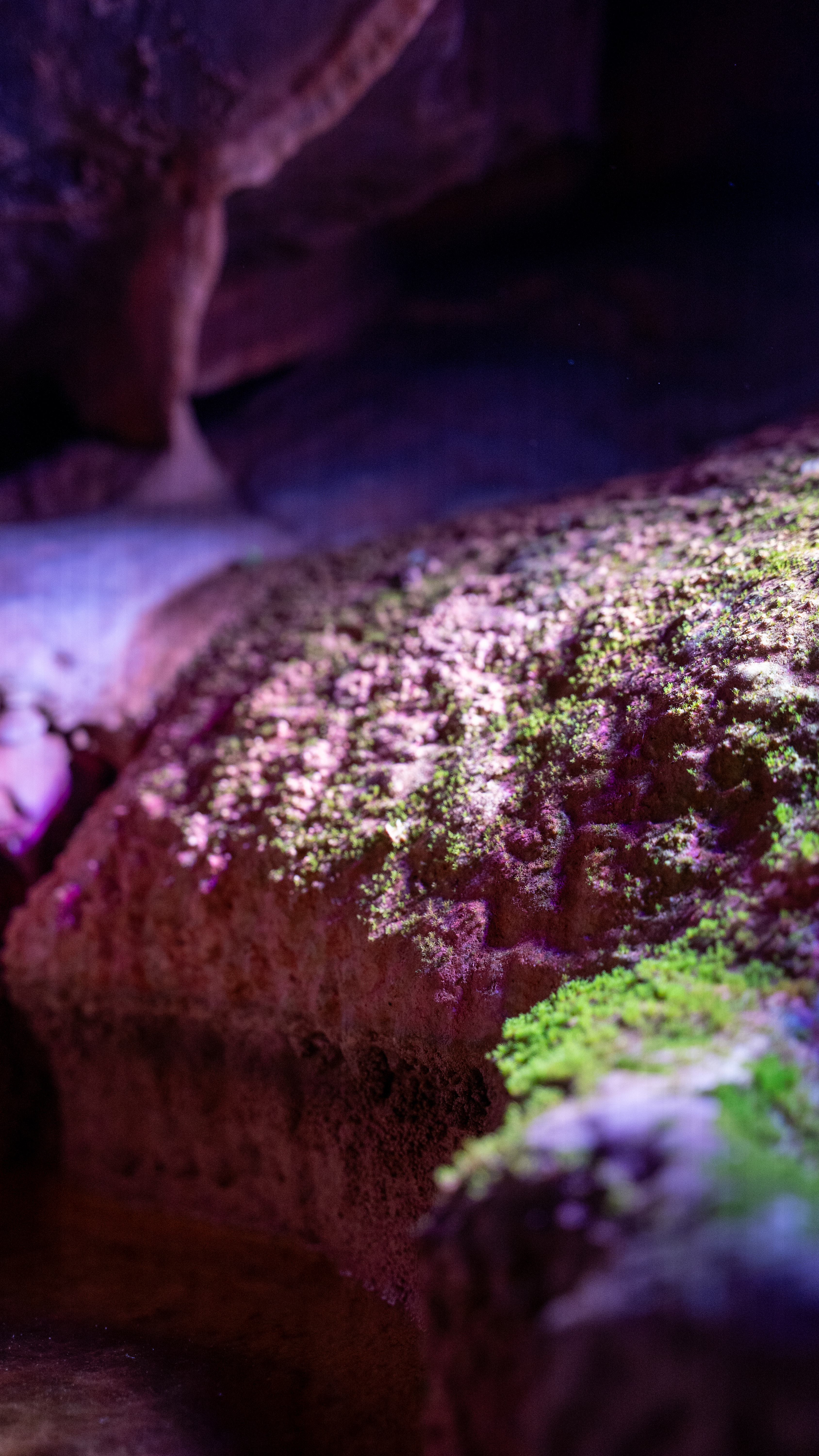 Nature Shots asset 16