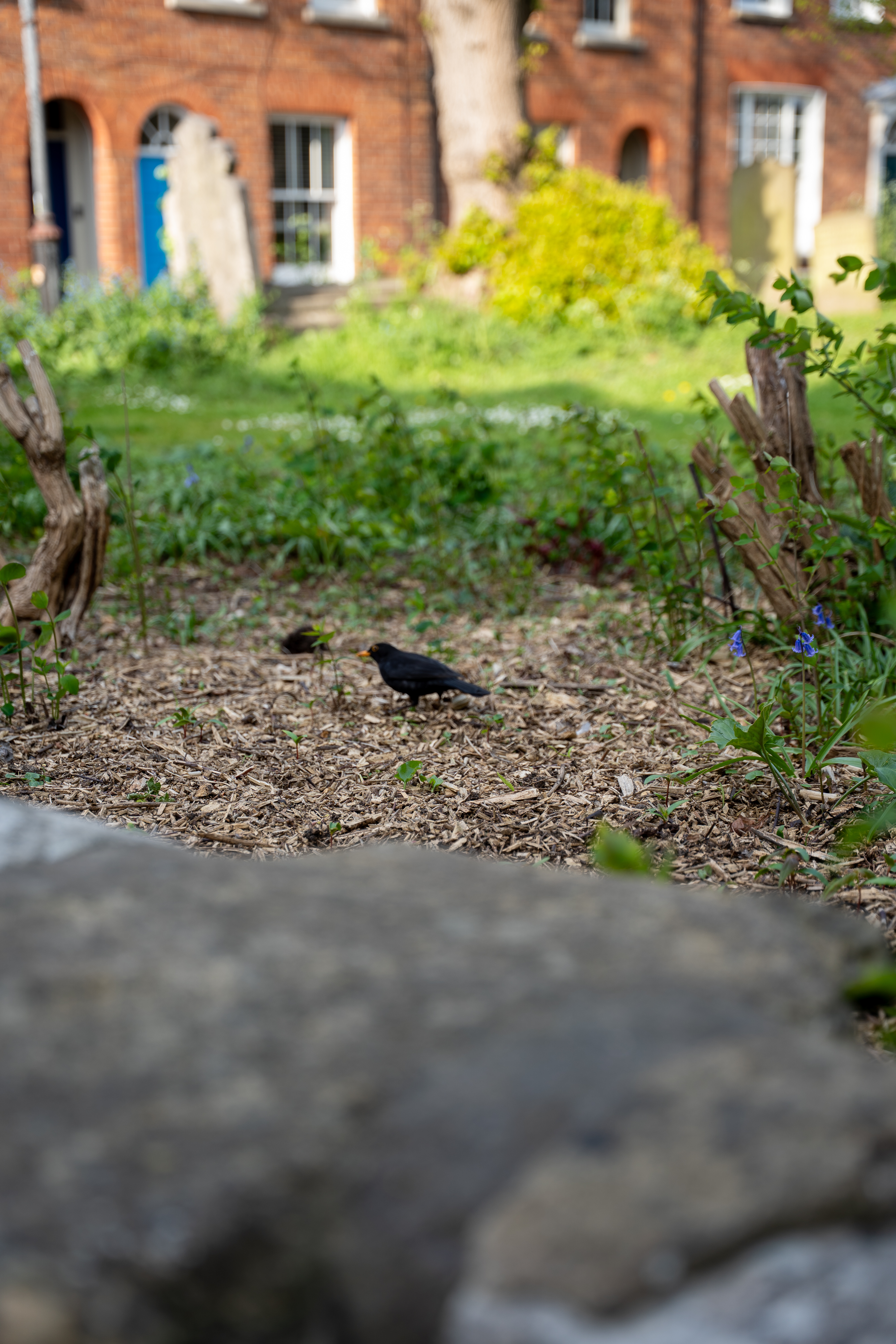 Nature Shots asset 19